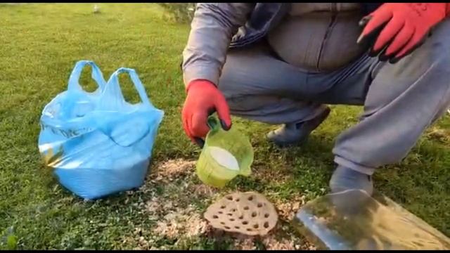 Как убрать пень с огорода / с помощью селитры / пень / #video #сад #огород #пень #селитра смотреть онлайн