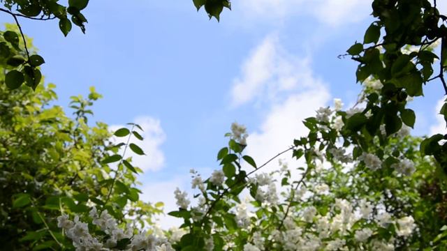 жасмин цветет, он прекрасен.
