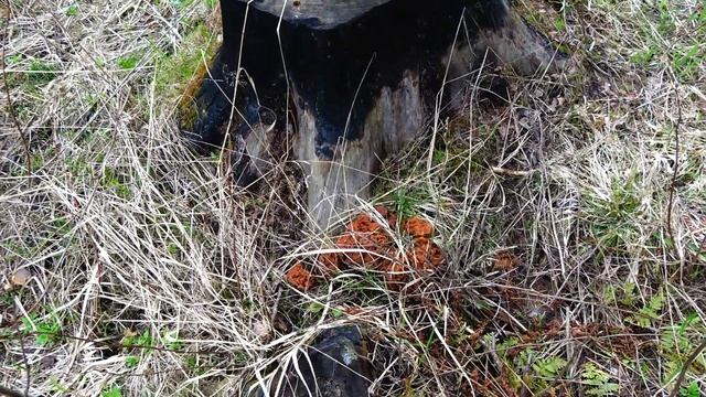 ГРИБЫ 2022 ПОСТО ШИК, ПОДМОСКОВНЫЙ СБОР ГРИБА КРУТЫЕ ПОЛЯНЫ ОТКРЫТИЕ СЕЗОНА. смотреть онлайн