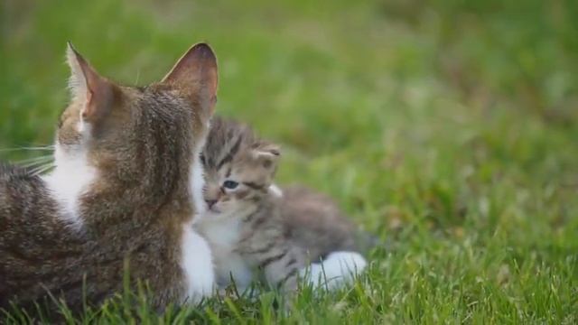 Music For Kittens To Relax  - Soothing Sleep Music, Deep Relaxation Music | Sleepy Cat #2