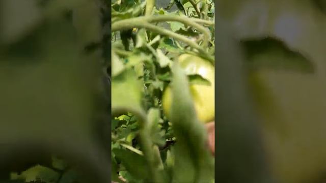 Помидор "Пузата хата". Ленинградская область. #помидоры #пузатахата смотреть онлайн