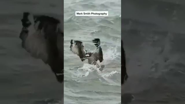 мир пернатых порой.удивляет нас куда. больше чем мир животных! смотреть онлайн