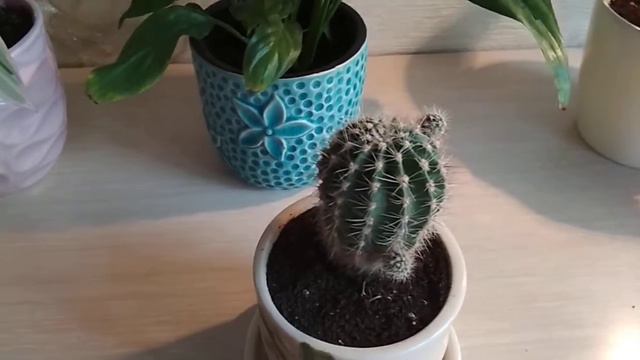 Мои цветы. Октябрь. Новинки! смотреть онлайн