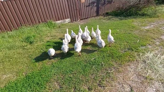 Чьи гусята крупнее?? Мои или тёти Нины))) покупали в один день у одного продавца! смотреть онлайн