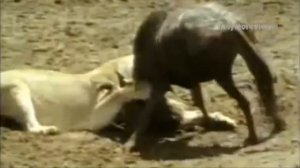 Животные в ярости/Animal Fight