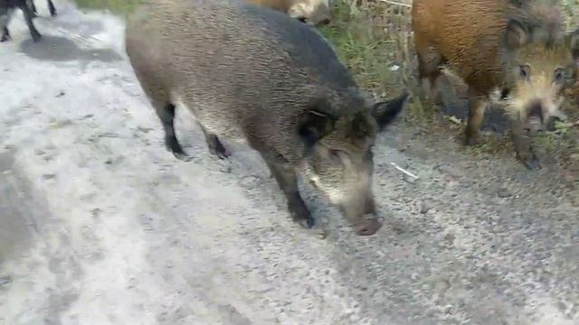 Напрочь обнаглевшие, но дружелюбные ДИКИЕ кабаны средь бела дня... Мощун. смотреть онлайн