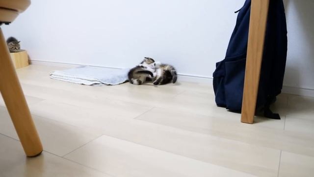 Fifi the kitten threatening with strange steps is cute... смотреть онлайн