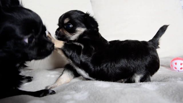 [ NIEAKTUALNE] Szczeniak chihuahua na sprzedaż - AMOR Suwaliada (FCI) смотреть онлайн