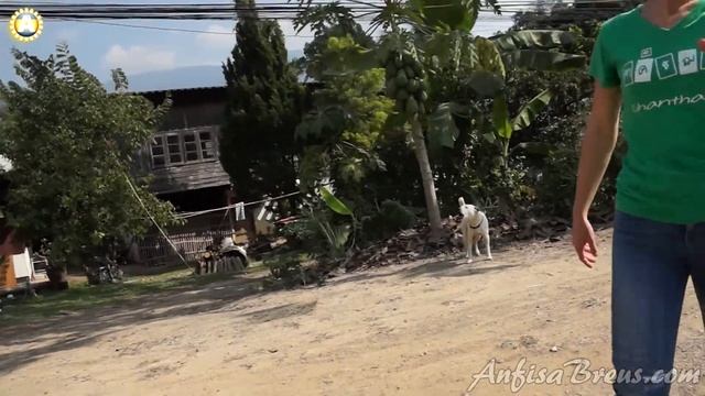 Окрестности деревни. Жизнь в тайской деревне на севере Таиланда. 8 смотреть онлайн