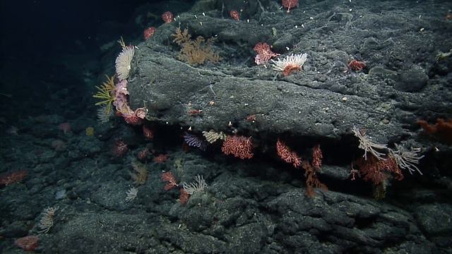 Colorful Coral Gardens and Sponges on Solide Seamount | Nautilus Live смотреть онлайн
