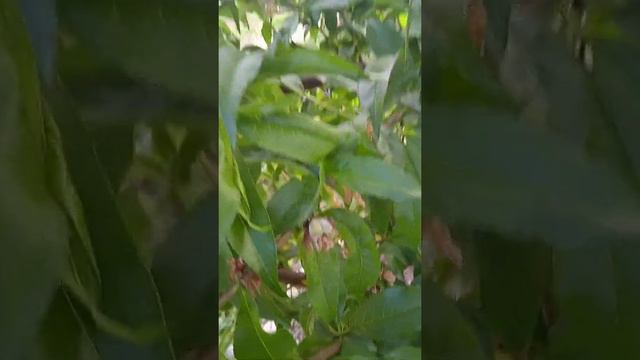 Расскажу про курчавость персика,мигрирующие маки смотреть онлайн