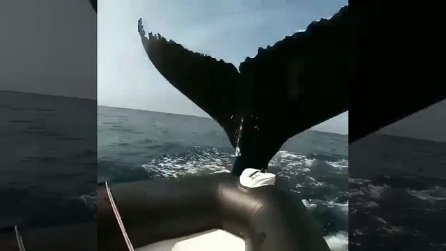 КИТ НАПАЛ НА ЛЮДЕЙ