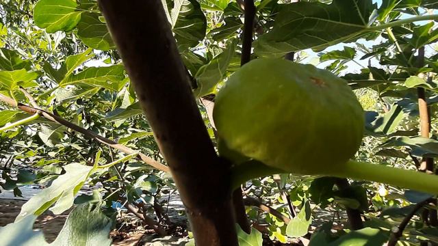 Инжир ранний Брунсвик. смотреть онлайн