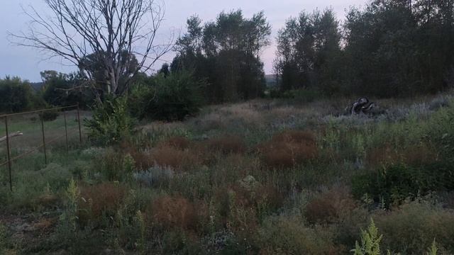 ПРОЩАЮСЬ С КОРОТКИМ ЛЕТОМ/ СПАСАЕМ ПЧЕЛ - ВОДОНОСОВ смотреть онлайн