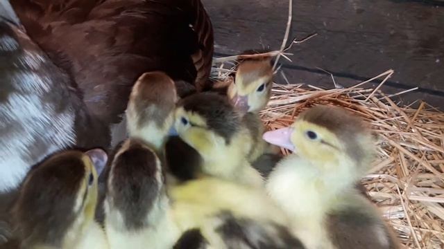 Второй вывод индоутят/подросшие индоутята