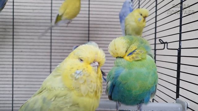 Учим попугая говорить "Дай цём" ? Урок для попугая №191 смотреть онлайн