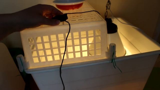 Инкубация перепелов. Готовимся принимать роды. смотреть онлайн