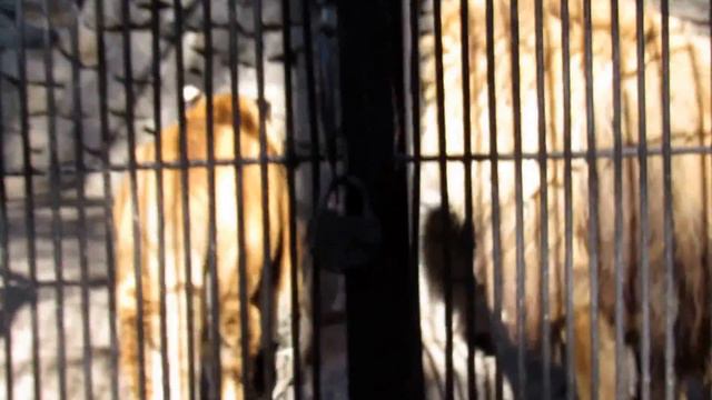 Лигрица и Лев общение 09.09.2017 Новосибирский зоопарк им .Р.А.Шило смотреть онлайн