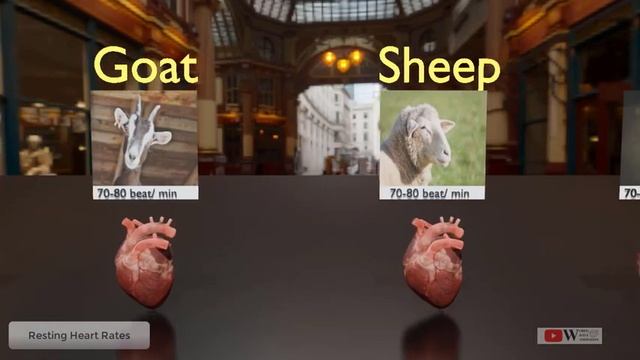 Heart Beat rate comparison | Animal | Birds | Human смотреть онлайн