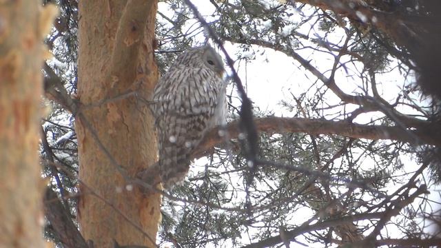 длиннохвостая неясыть семейная пара голос смотреть онлайн