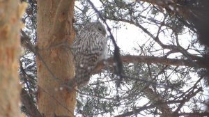 длиннохвостая неясыть семейная пара голос