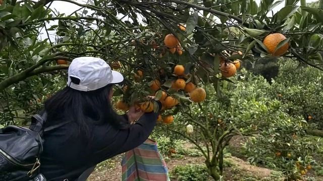 Hsinchu Orange Farm||Adventure Orange Picking смотреть онлайн