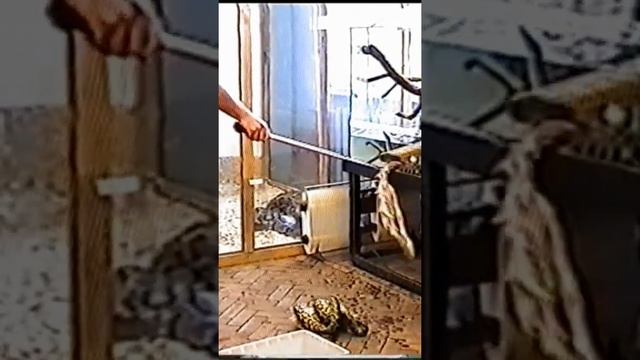 Как едят змеи.#shorts смотреть онлайн