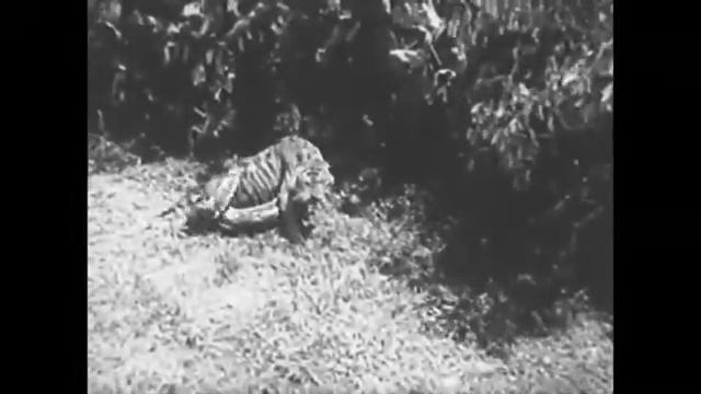 Tiger and Python - an unexpected ending. смотреть онлайн