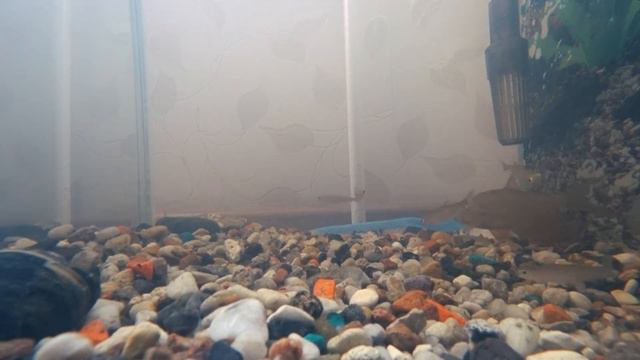 Curious Fish Golovastik 1,2 дюйма (30мм)