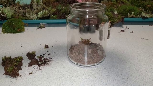 ЛЕСНОЙ ФЛОРАРИУМ/ОСЕННИЕ ПОДЕЛКИ ИЗ ПРИРОДНОГО МАТЕРИАЛА/FOREST FLORARIUM смотреть онлайн