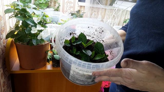 10.02.2023 Укореняю верхушки молодых черенков🌿🌿🌿 смотреть онлайн