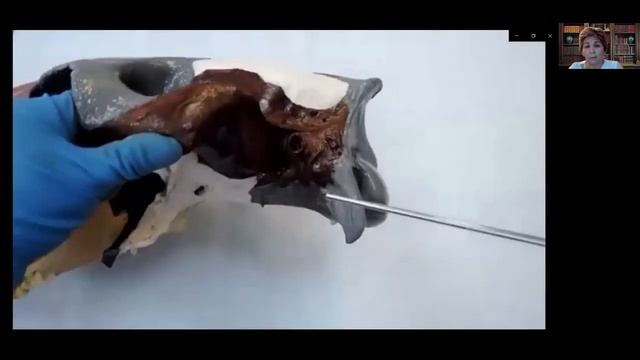 Определять строение скелета головы (черепе) с/х животных смотреть онлайн