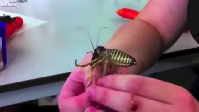 Самый большой муравей в мире смотреть онлайн