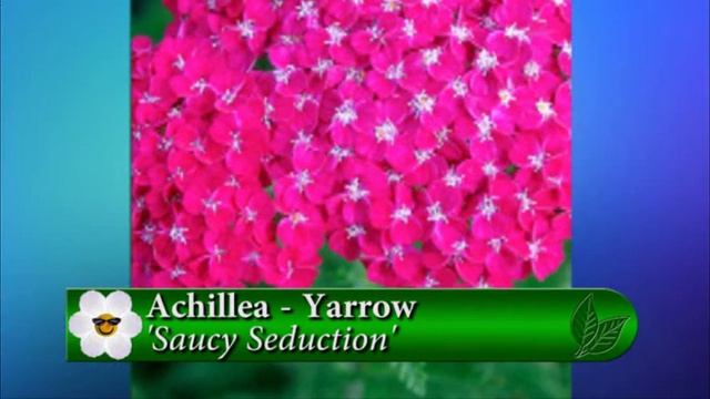 Plant Pick - Achillea - yarrow смотреть онлайн