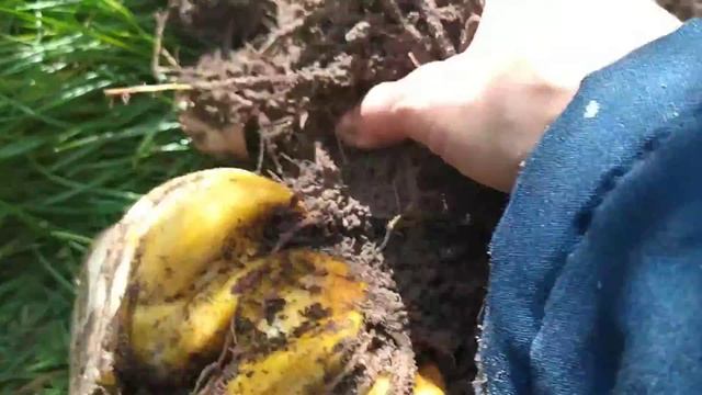 Осеннее размножение и пересадка пахучей лилии. Луковица с небольшой мяч! смотреть онлайн