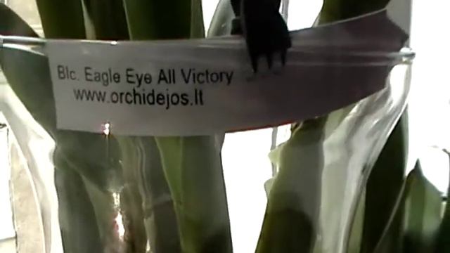 Phal Singolo and Catts north window Ф.Синголо и каттлеи с. окно смотреть онлайн