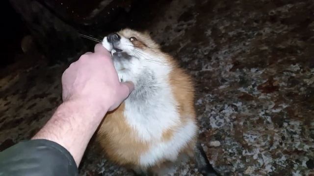 Ли Сяо / Alice the Fox Лиса Алиса (Конфликт с лисой и выводы) смотреть онлайн