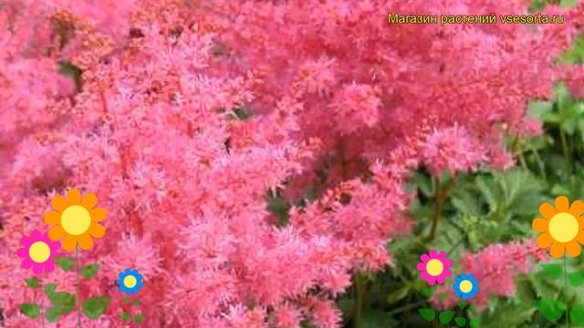 Астильба японская Джамп энд Джайв. Краткий обзор, описание astilbe japonica Jump and Jive смотреть онлайн
