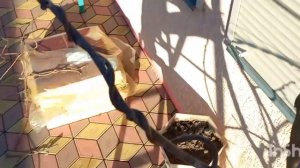 Обрезка плодоносящего киви, сорт Бруно