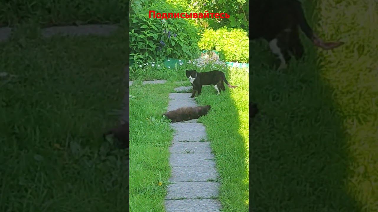 Дурачатся! Белая лапка и Черныш. смотреть онлайн