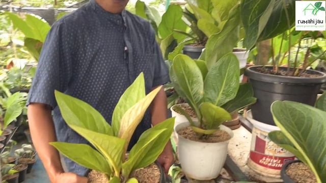 KOLEKSI TERBARU MAKIN KEREN AJA DISINI смотреть онлайн