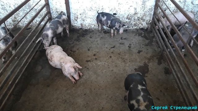 Реасил!!! Его действие! Проверка на практике! смотреть онлайн