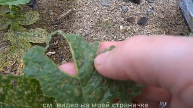 дача. лоба (дайкон) смотреть онлайн