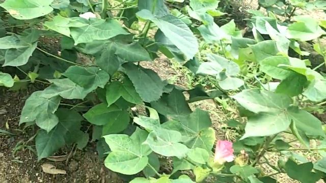 કપાસમાં ચોથો સટકાવ смотреть онлайн