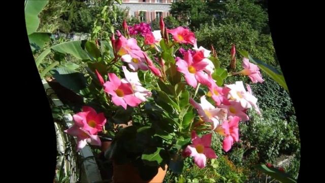 Дипладения уход смотреть онлайн