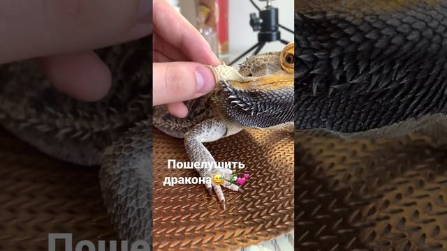 Линька у ящерицы ?❤️ смотреть онлайн