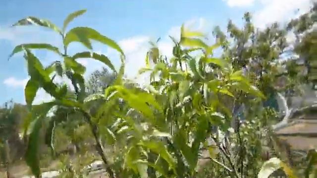 Раппорт с огорода. S01E09a. Синички в трубе. День 1 смотреть онлайн