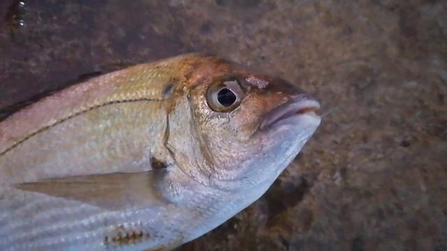 Ловля барабули и ласкиря на земляного червя смотреть онлайн