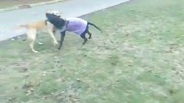 Питбуль и Лабрадор игра смотреть онлайн