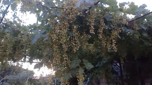 Мои гортензии метельчатые. смотреть онлайн